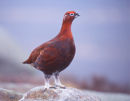 RED GROUSE